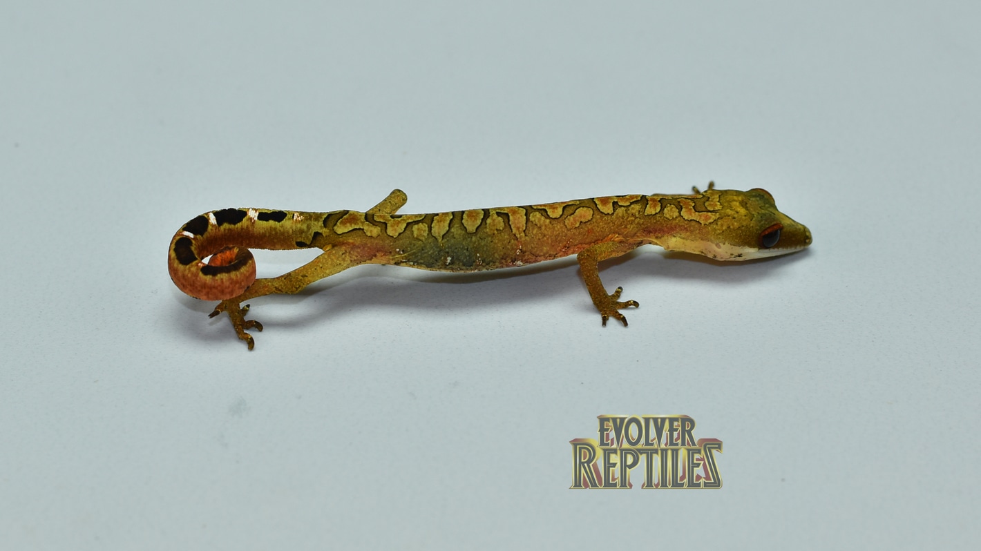 Cat gecko for deals sale